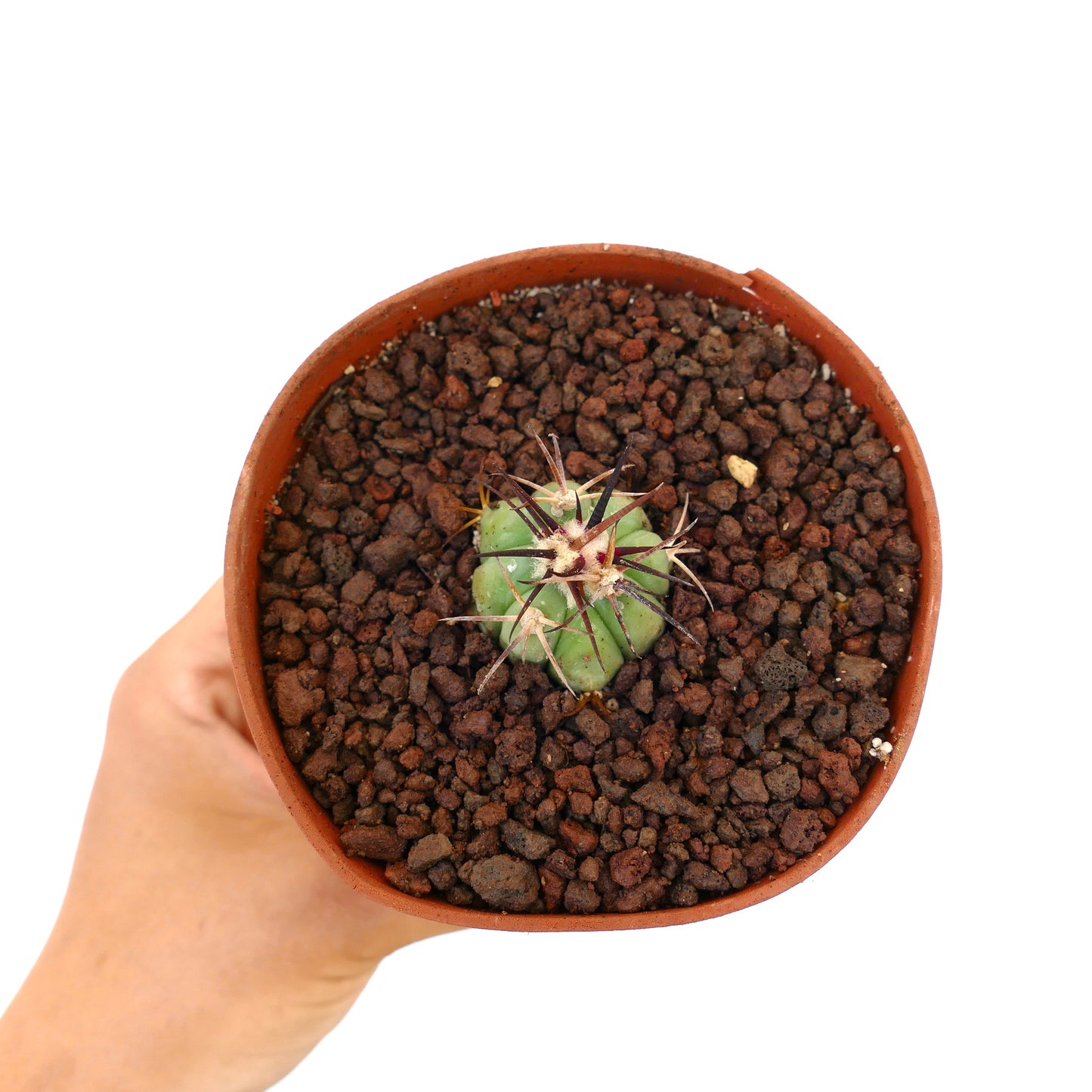 Echinocactus horizonthalonius piccolo cactus succulento con spine spesse e scure in vaso di terracotta