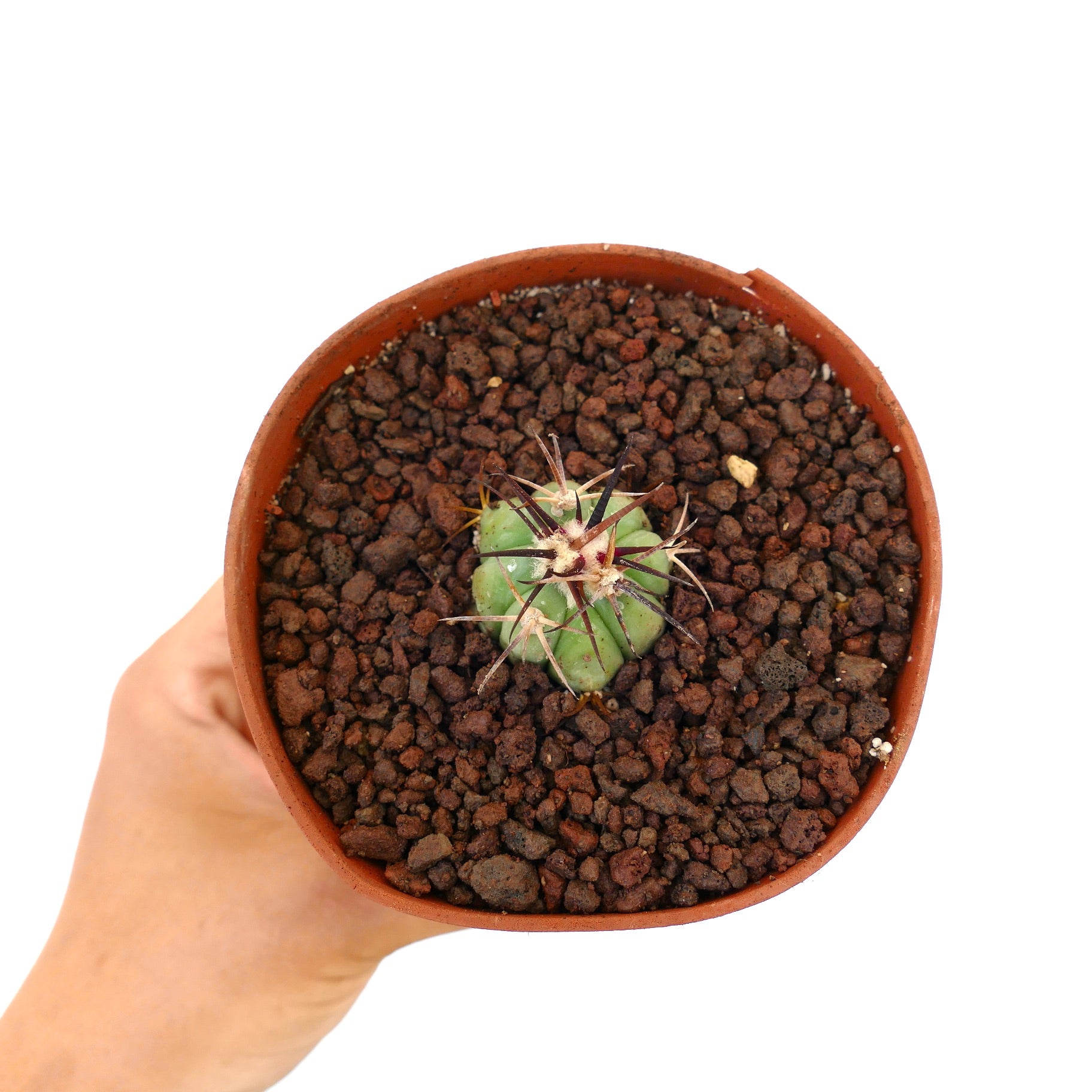 Echinocactus horizonthalonius piccolo cactus succulento con spine spesse e scure in vaso di terracotta