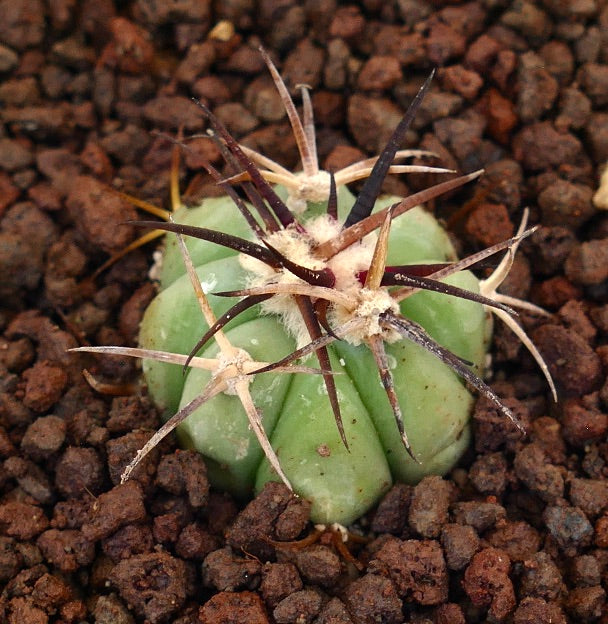 Echinocactus horizonthalonius piccolo cactus verde con lunghe spine scure e areole lanose