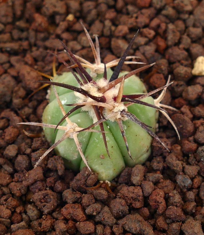 Echinocactus horizonthalonius piccolo cactus verde con spine lunghe e scure e areole lanose