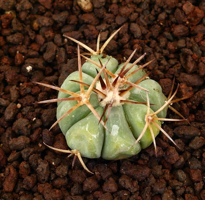 Echinocactus horizonthalonius piccolo cactus succulento con costole spesse e lunghe spine marroni su terreno