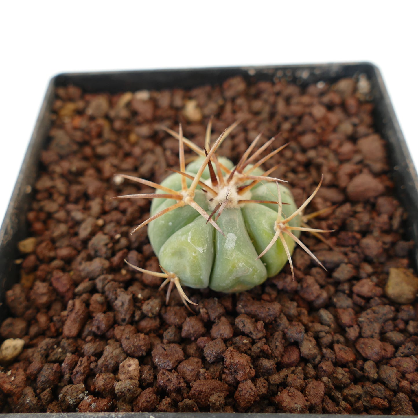 Echinocactus horizonthalonius piccolo cactus rotondo con costole spesse e spine lunghe marroni nel terreno