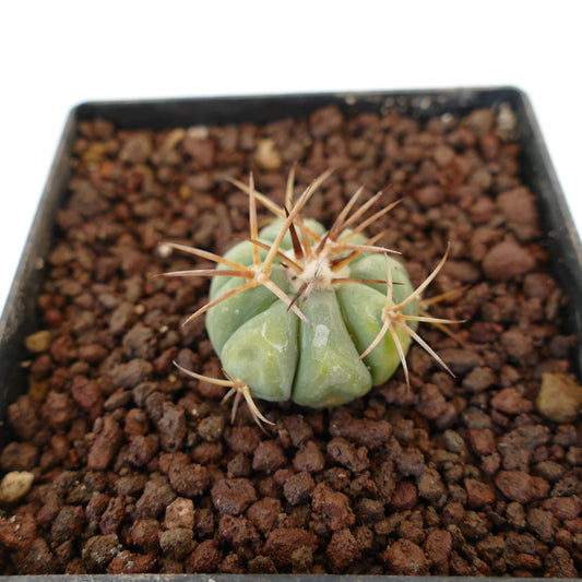 Echinocactus horizonthalonius piccolo cactus rotondo con costole spesse e spine lunghe marroni nel terreno