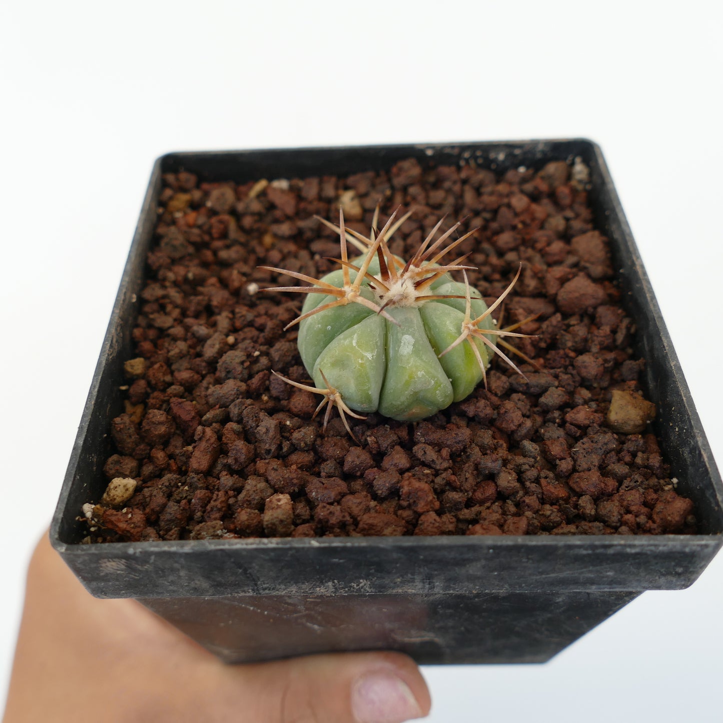 Echinocactus horizonthalonius piccolo cactus rotondo con coste spesse e spine marroni appuntite in vaso