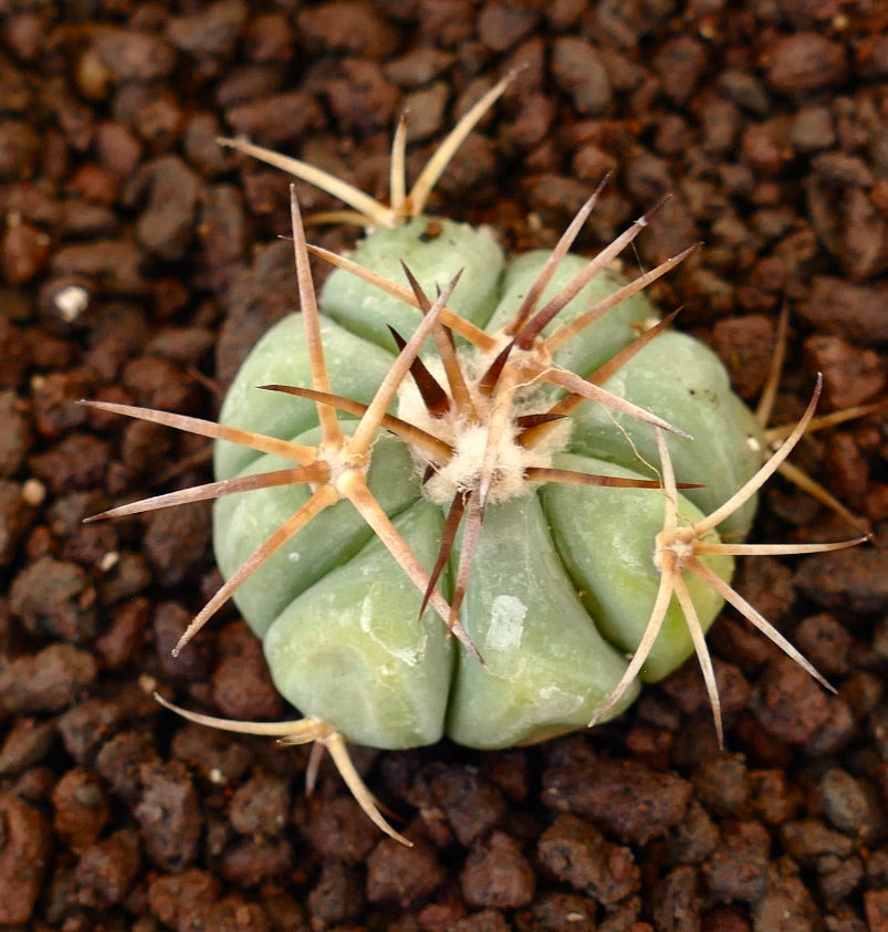 Echinocactus horizonthalonius piccolo cactus succulento con spine spesse e coste arrotondate