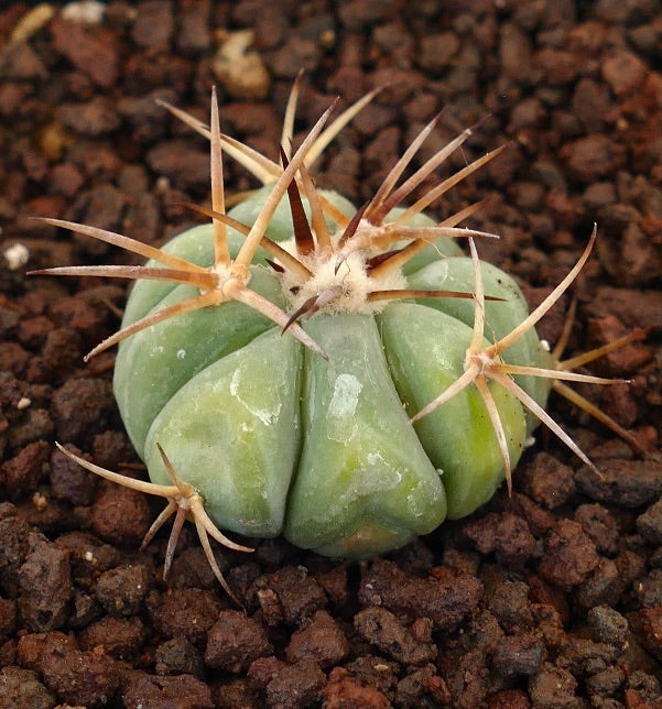 Echinocactus horizonthalonius piccolo cactus succulento con spine lunghe e affilate e coste arrotondate
