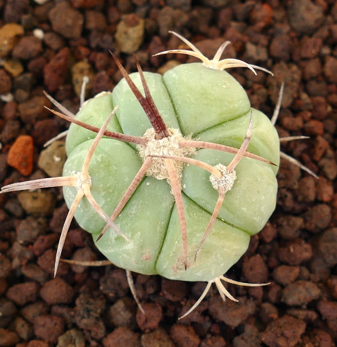 Echinocactus horizonthalonius piccolo cactus succulento rotondo con spine lunghe marroni e costole verde chiaro