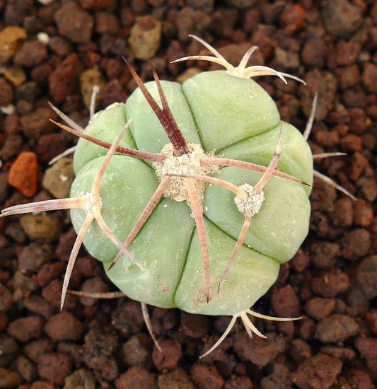 Echinocactus horizonthalonius piccolo cactus succulento rotondo con spine lunghe marroni e costole verde chiaro