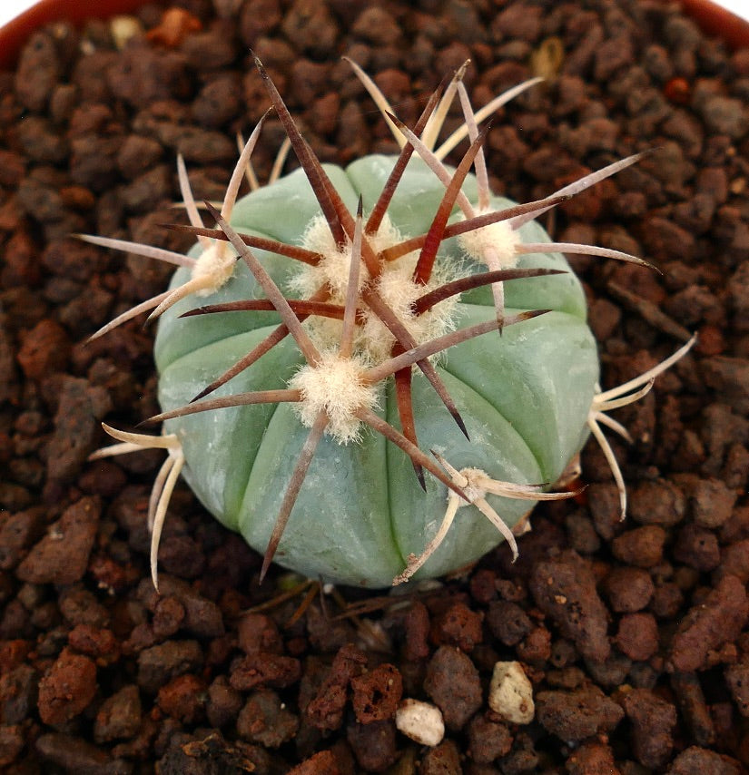 Echinocactus horizonthalonius piccolo cactus rotondo con spine spesse e corpo verde-bluastro