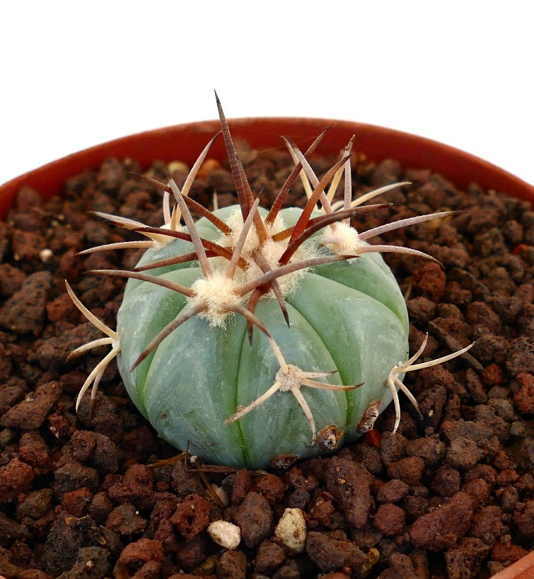 Echinocactus horizonthalonius piccolo cactus succulento con costolature verdi spesse e spine lunghe marroni