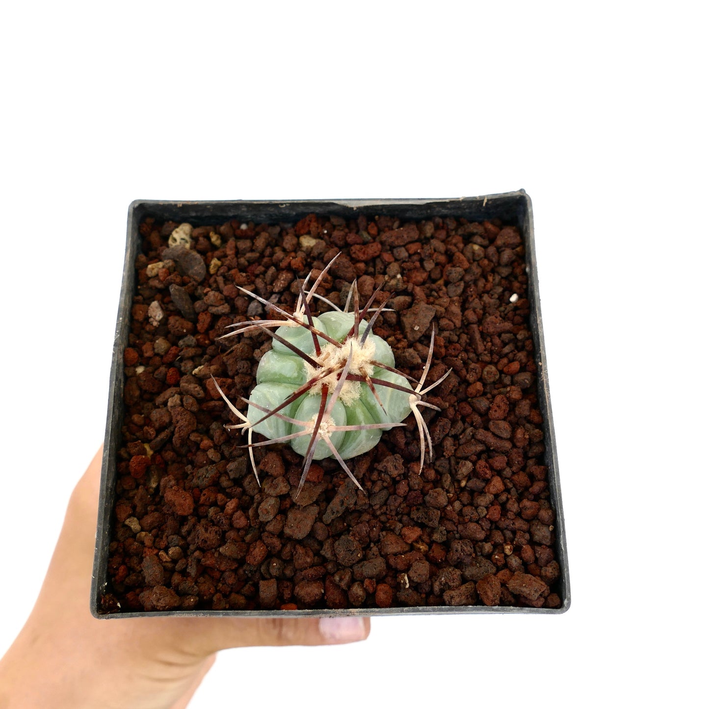 Echinocactus horizonthalonius piccolo cactus succulento con spine spesse in vaso