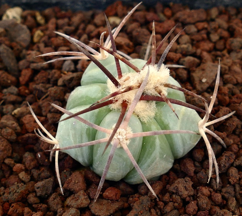 Echinocactus horizonthalonius, cactus succulento con spine spesse e coste arrotondate su suolo roccioso