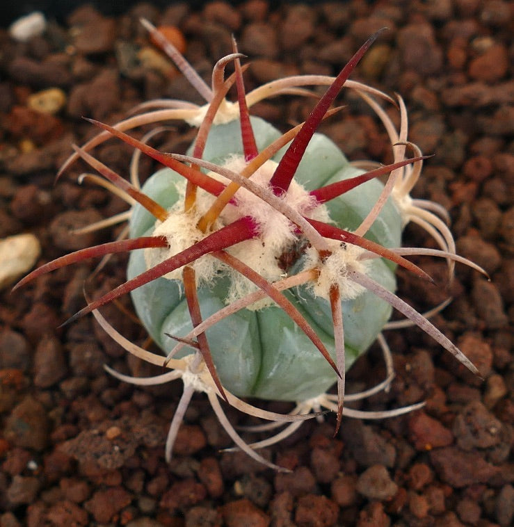 Echinocactus horizonthalonius, cactus succulento con spine spesse e areole lanose su terreno roccioso
