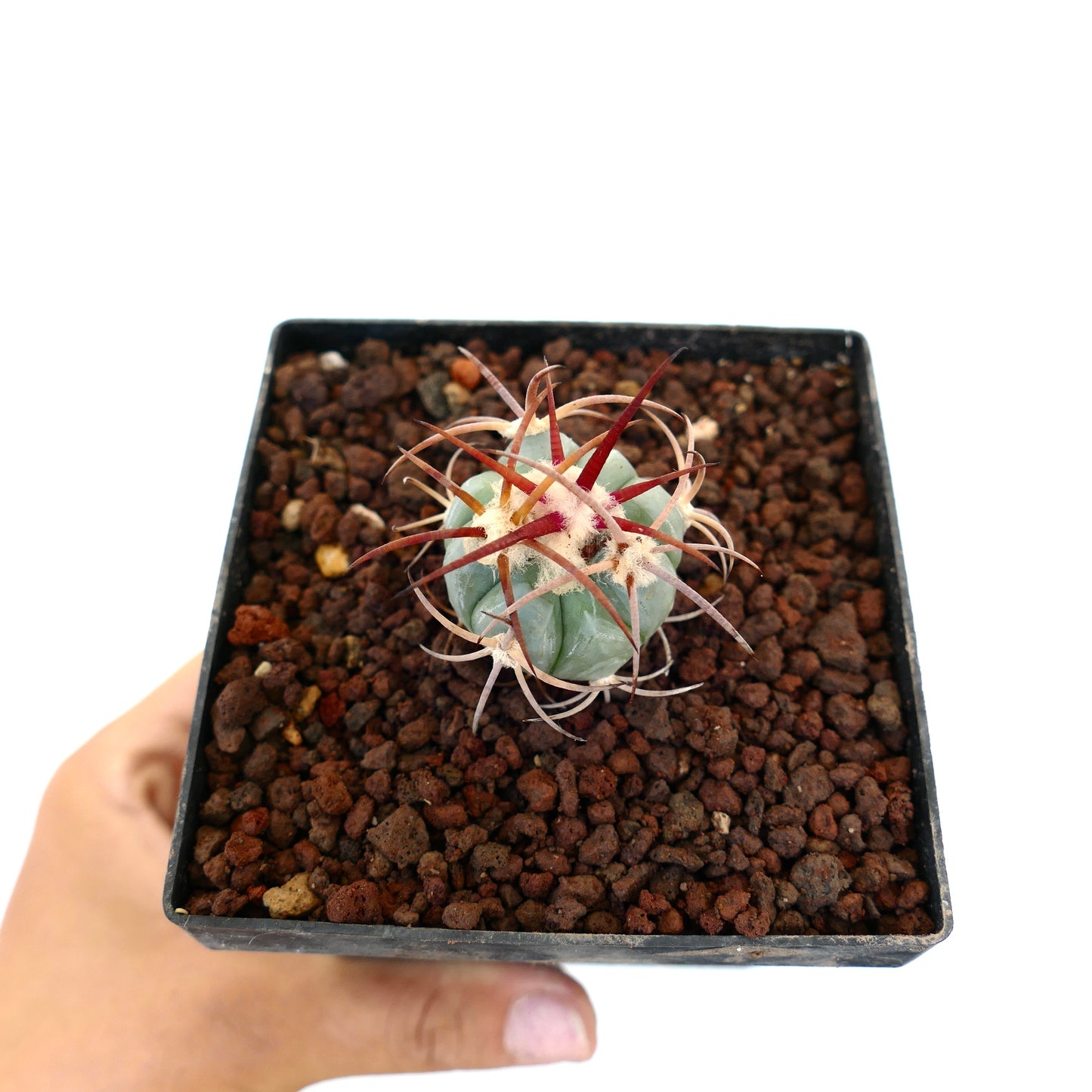 Echinocactus horizonthalonius piccolo cactus succulento con corpo blu-verde e spine lunghe rossastre in vaso