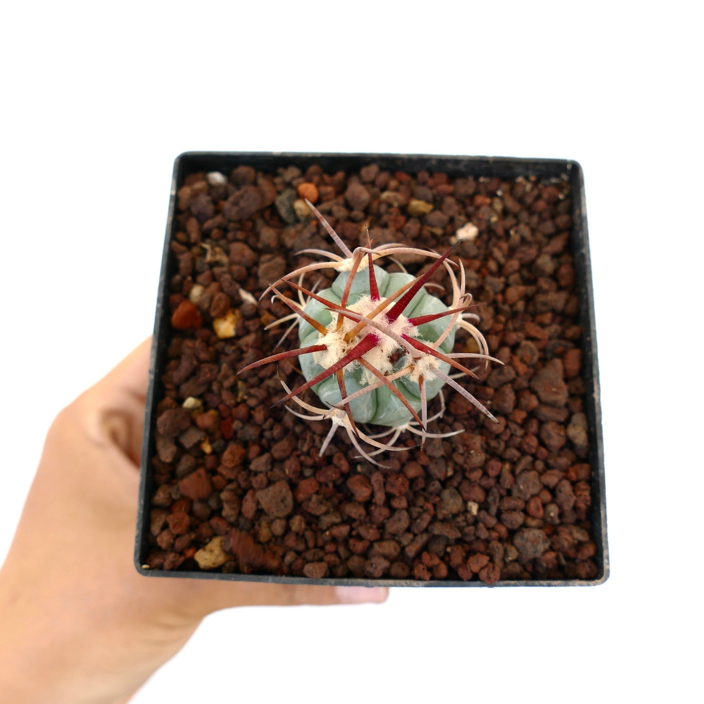 Echinocactus horizonthalonius piccolo cactus succulento con spine rosse spesse e corpo verde