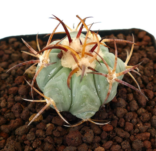 Echinocactus horizonthalonius, cactus succulento con costole spesse e lunghe spine curve