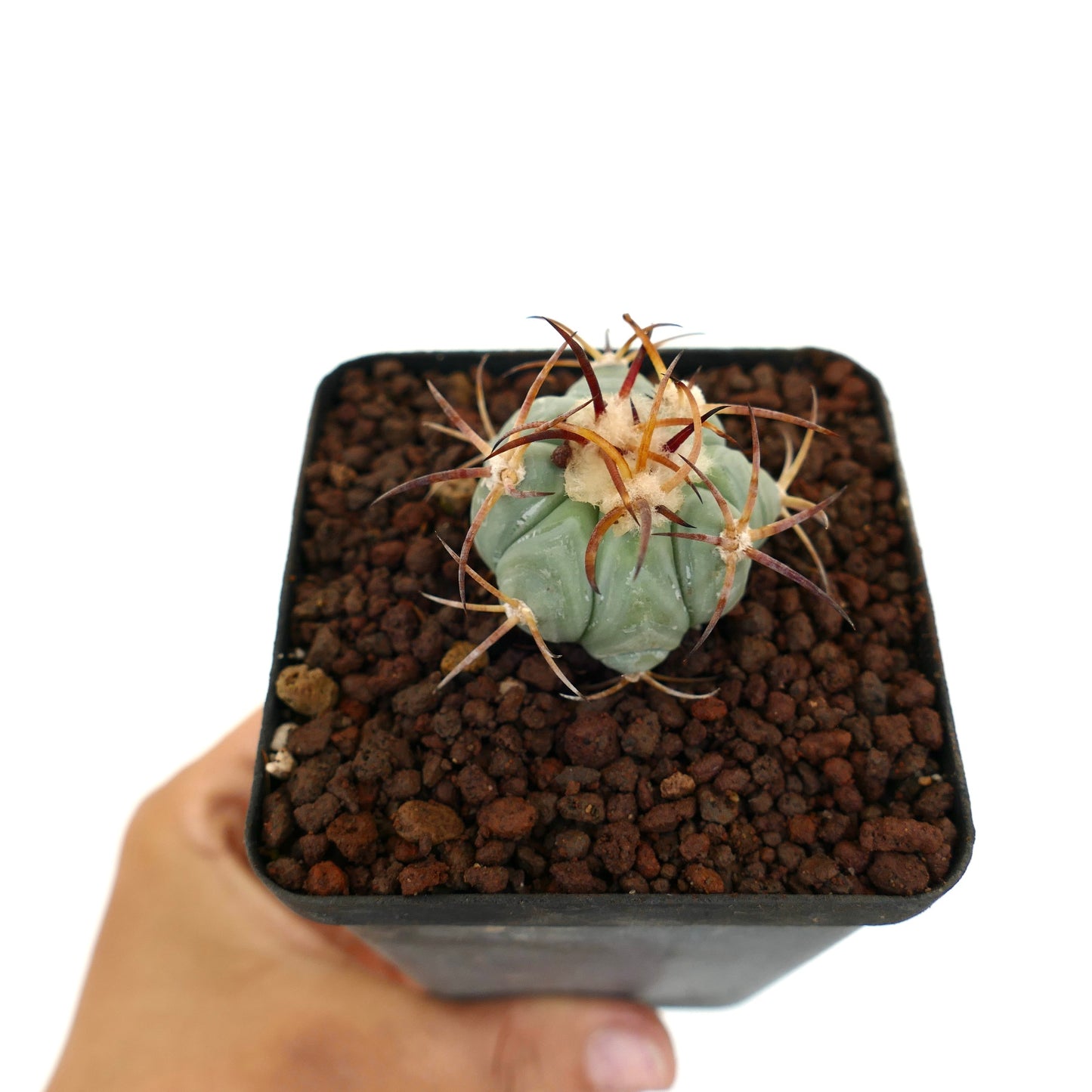 Echinocactus horizonthalonius piccolo cactus succulento con spine spesse e corpo blu-verde in vaso