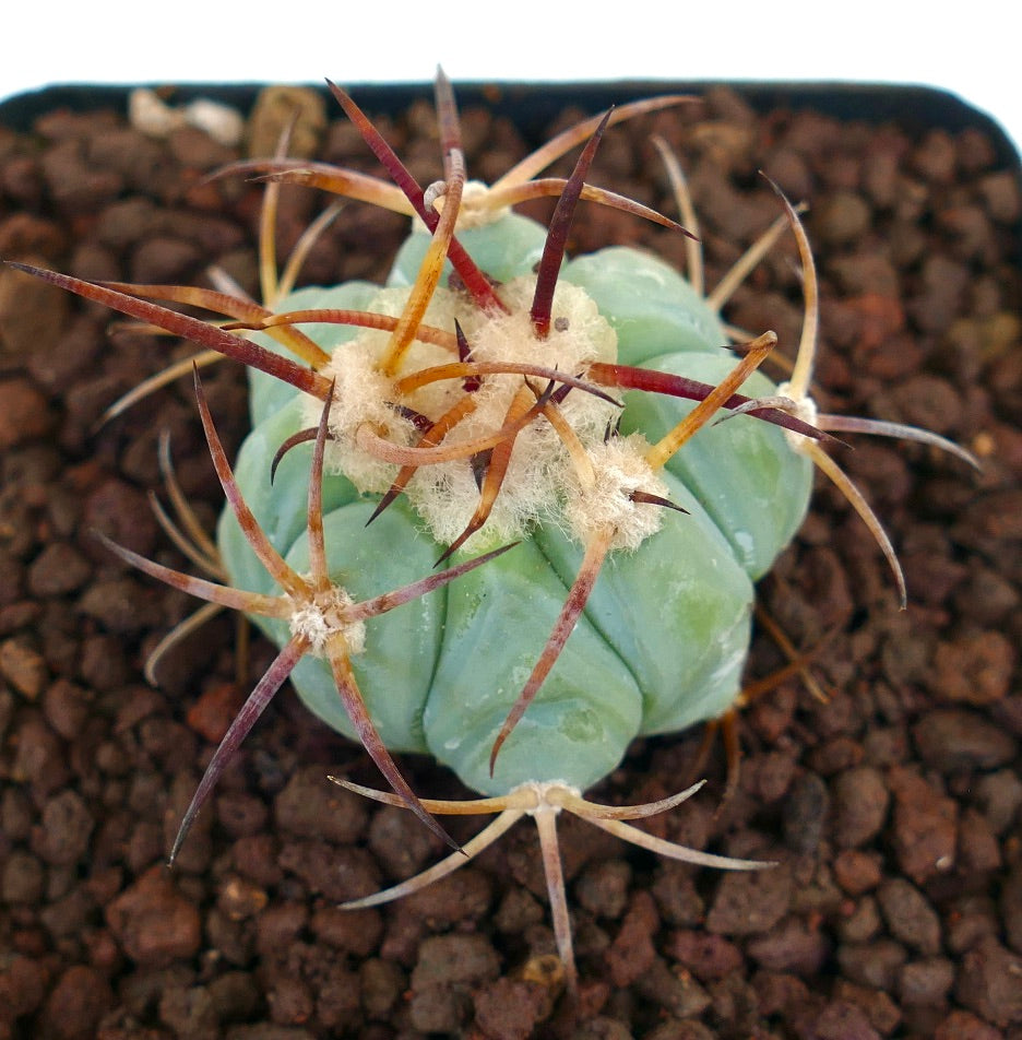Echinocactus horizonthalonius pianta succulenta con corpo blu-verde e lunghe spine rossastre