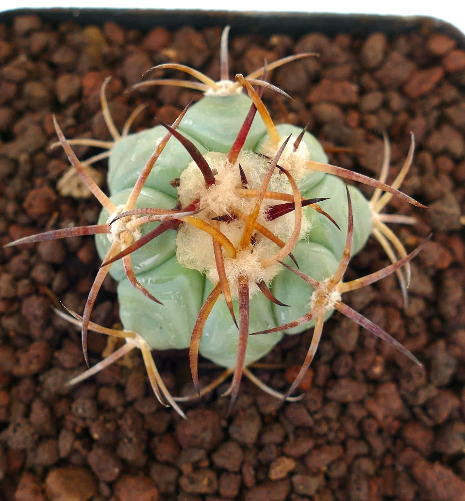 Echinocactus horizonthalonius, cactus succulento con coste spesse e spine lunghe e curve in terreno roccioso
