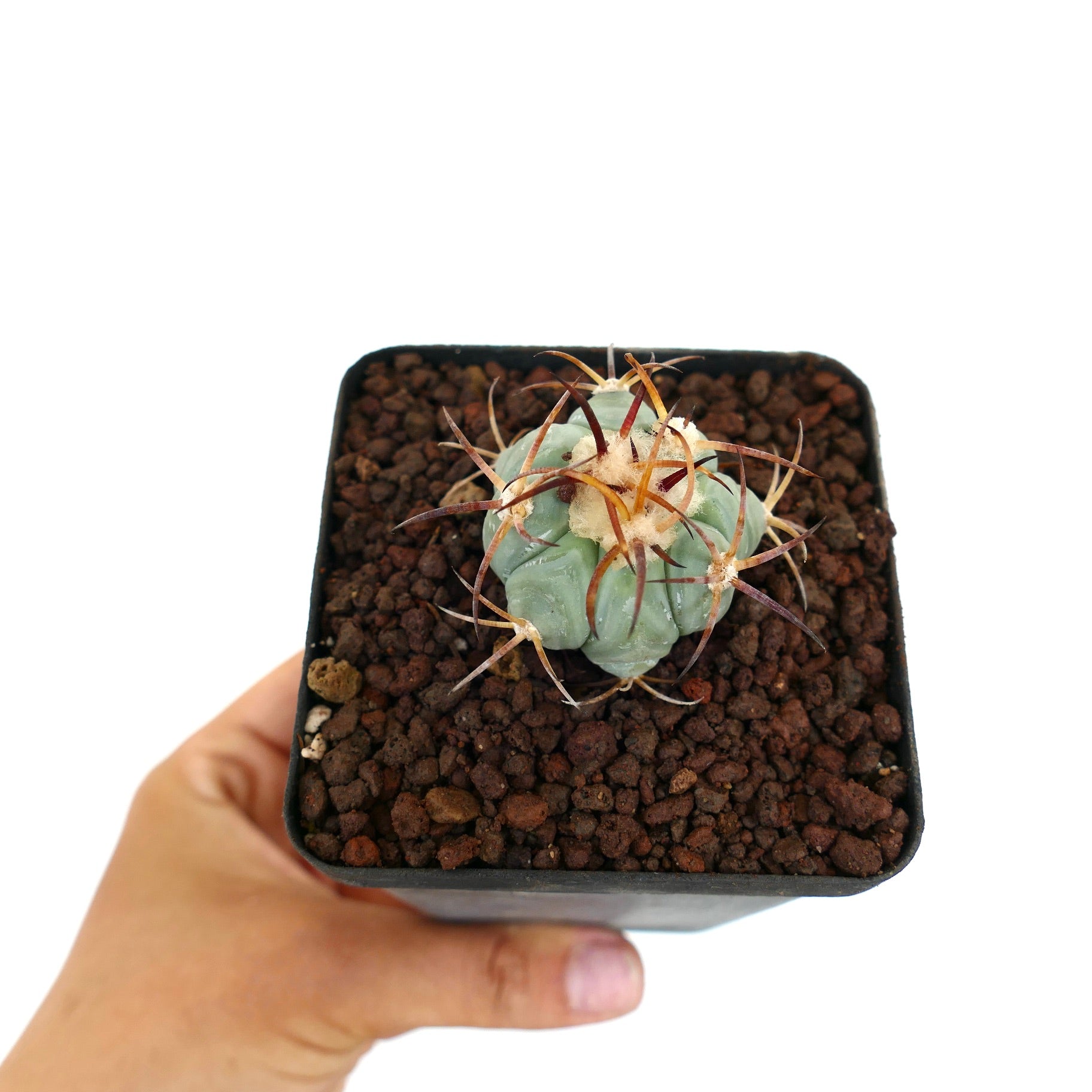 Echinocactus horizonthalonius piccolo cactus succulento con spine curve rossastre in vaso