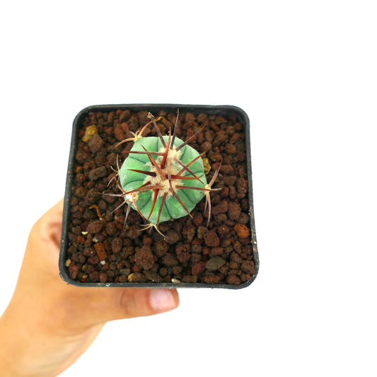 Echinocactus horizonthalonius var. coahuila piccolo cactus verde con spine lunghe rossastre in vaso