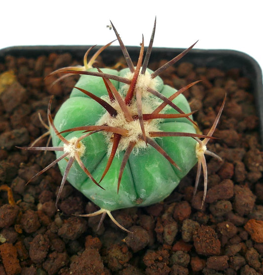 Echinocactus horizonthalonius var. coahuila piccolo cactus verde con spine lunghe rossastre e areole lanose