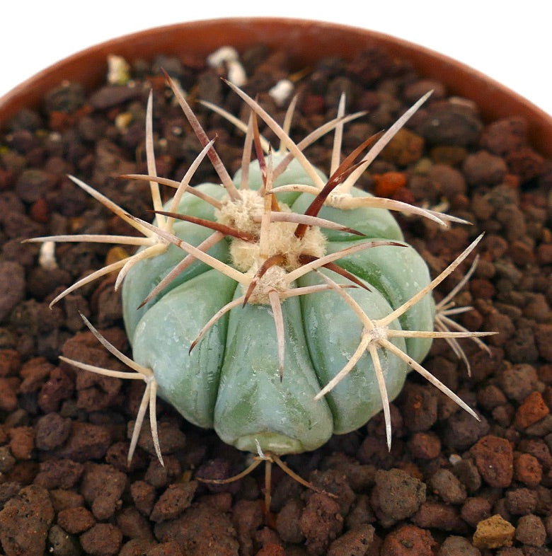 Echinocactus horizonthalonius var. coahuila piccolo cactus rotondo con costole spesse e spine lunghe marroni
