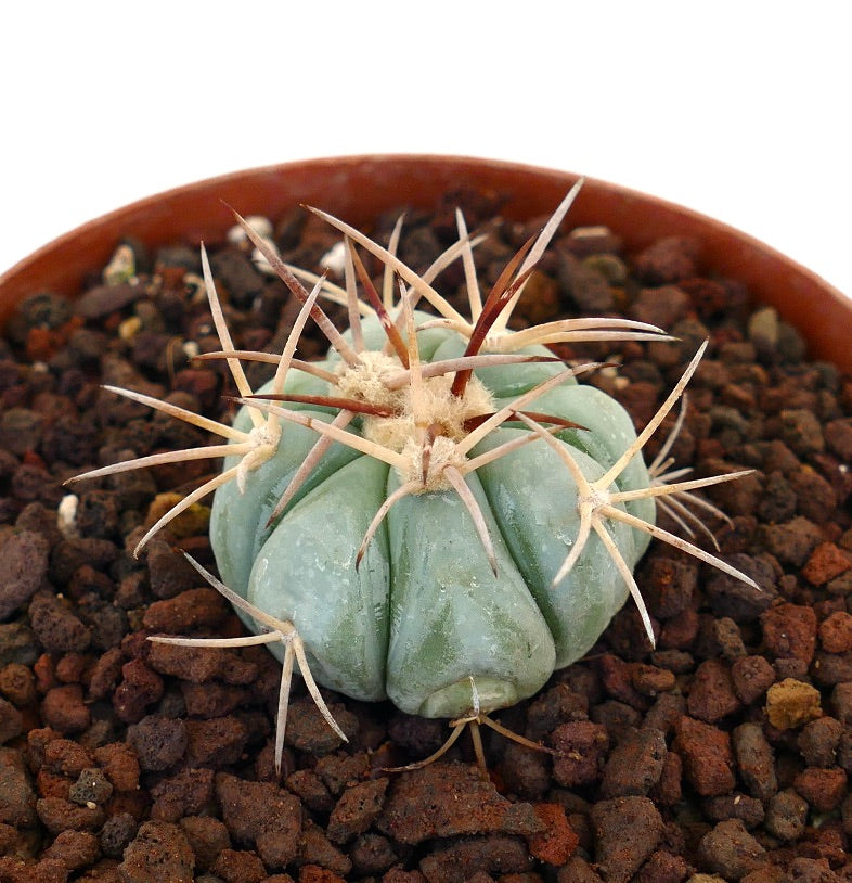 Echinocactus horizonthalonius var. coahuila piccolo cactus verde-blu con lunghe spine appuntite in vaso