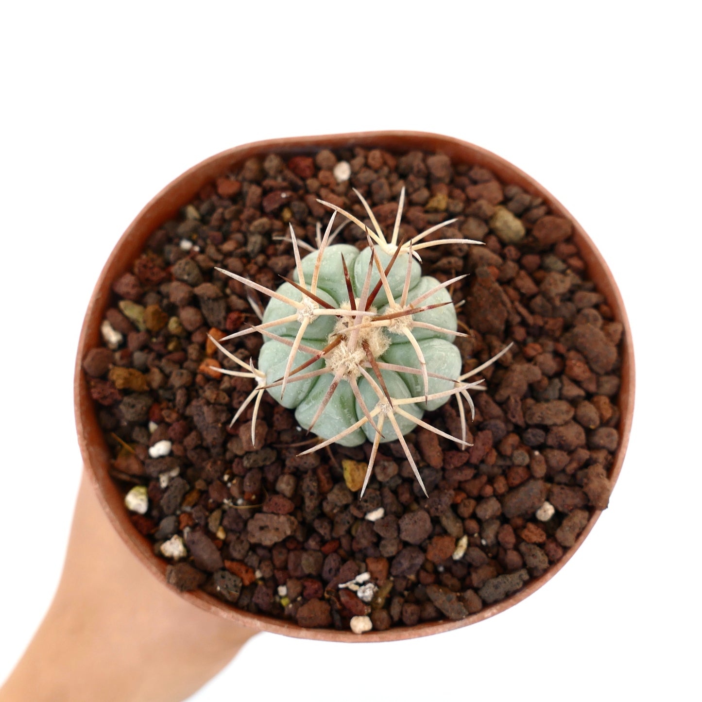 Echinocactus horizonthalonius var. coahuila piccolo cactus verde-blu con spine lunghe in vaso