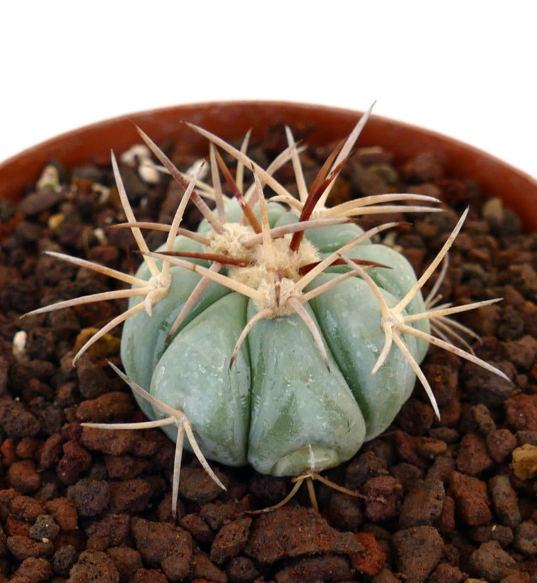 Echinocactus horizonthalonius var. coahuila piccolo cactus succulento con spine spesse e coste verde-bluastre