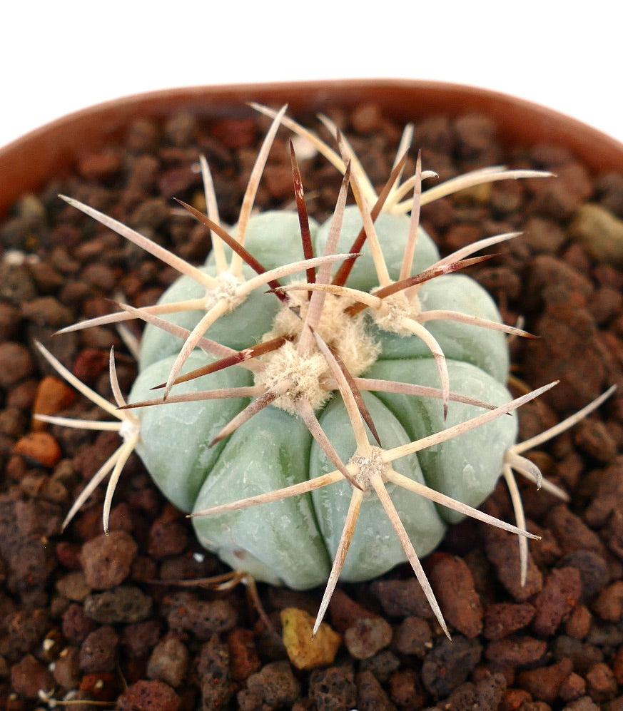 Echinocactus horizonthalonius var. coahuila pianta succulenta con coste spesse e lunghe spine affilate in vaso