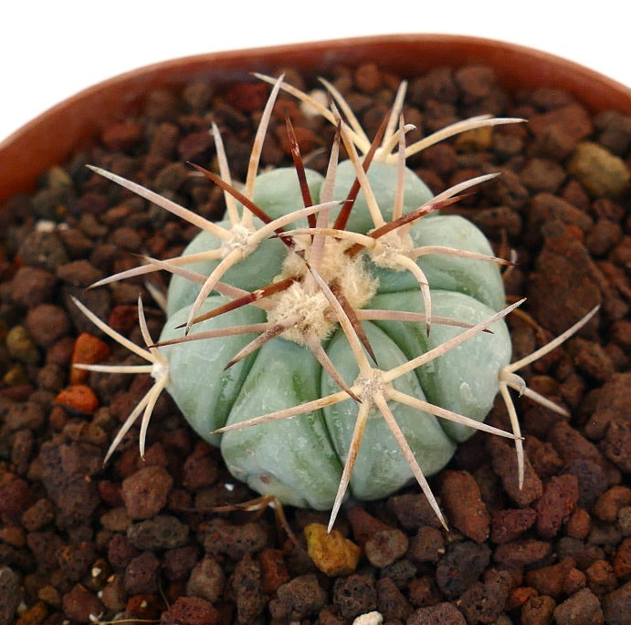 Echinocactus horizonthalonius var. coahuila piccolo cactus succulento rotondo con spine lunghe bianche e marroni