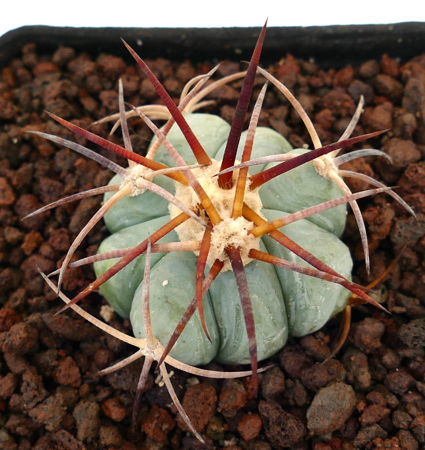 Echinocactus horizonthalonius var. coahuila, sukkulente Kaktee mit dicken Rippen und langen rötlichen Stacheln