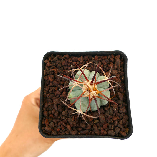 Petit cactus succulent Echinocactus horizonthalonius var. coahuila avec des épines épaisses et un corps arrondi