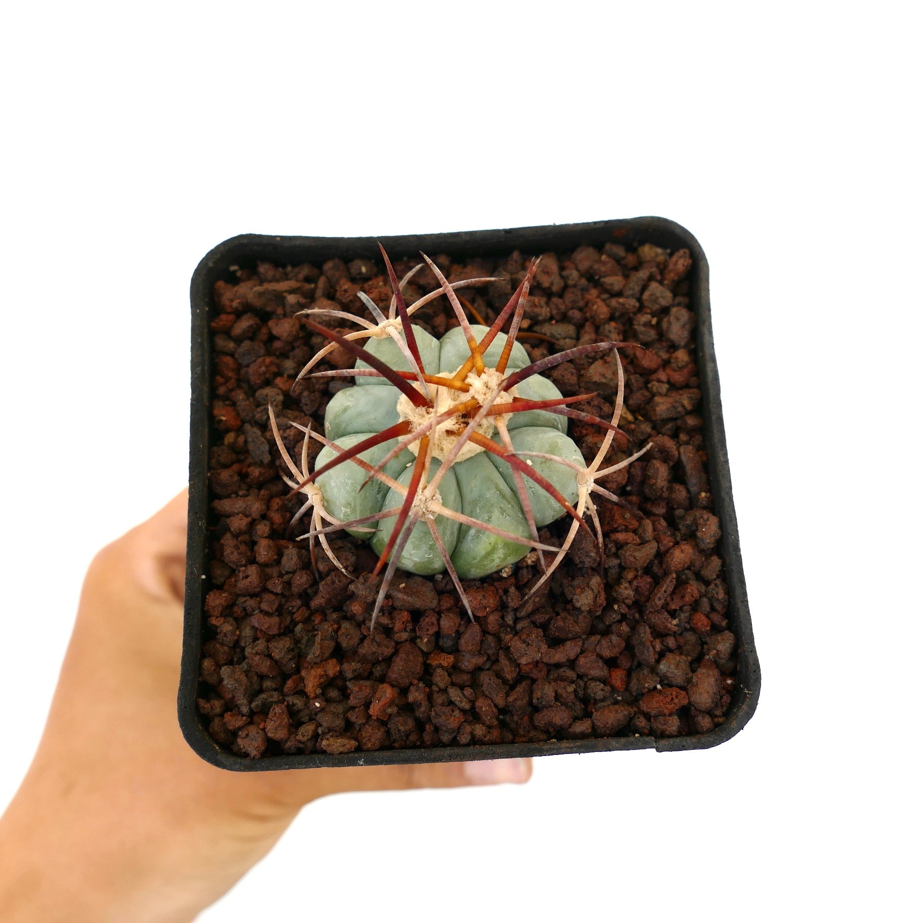 Echinocactus horizonthalonius var. coahuila kleiner Sukkulenten-Kaktus mit dicken Rippen und langen rötlichen Stacheln