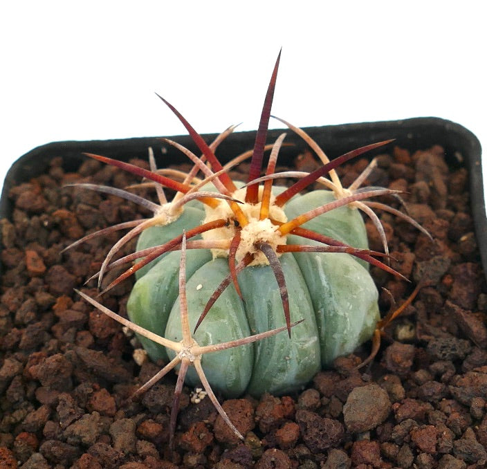 Echinocactus horizonthalonius var. coahuila kleiner, runder Kaktus mit dicken Rippen und langen, rötlichen Stacheln