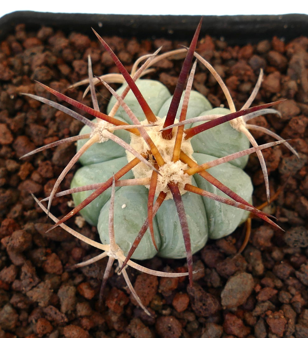 Echinocactus horizonthalonius var. coahuila sukkulente Kakteen mit dicken Rippen und langen rötlichen Stacheln