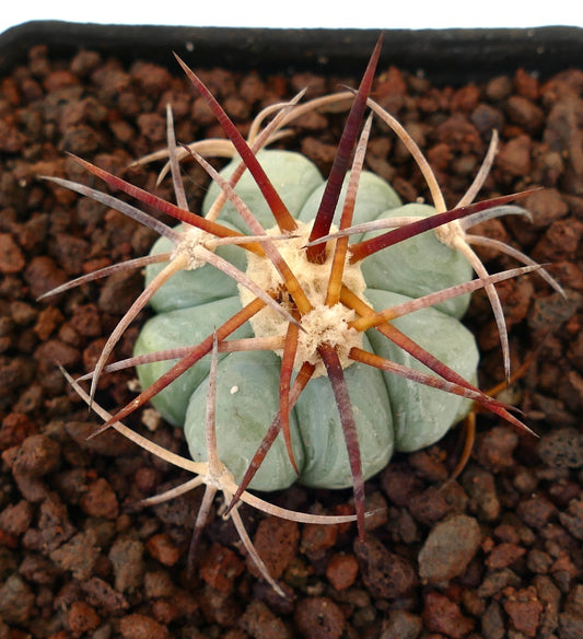 Echinocactus horizonthalonius var. coahuila cactus succulent avec des côtes épaisses et de longues épines rougeâtres