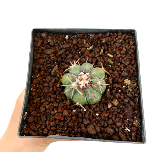 Echinocactus horizonthalonius var. coahuila piccolo cactus succulento con spine spesse in terreno roccioso