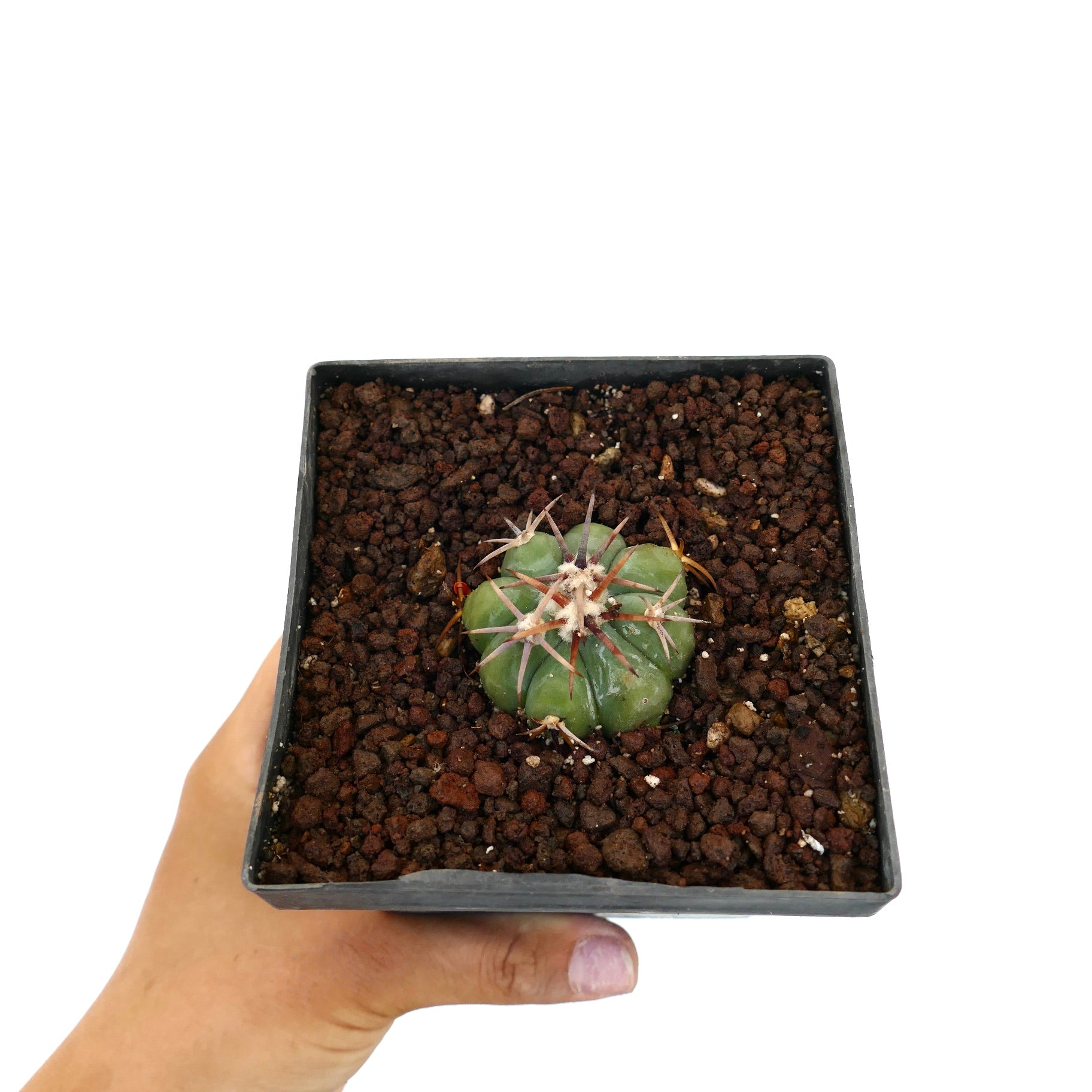 Echinocactus horizonthalonius var. coahuila piccolo cactus verde con spine lunghe in vaso nero