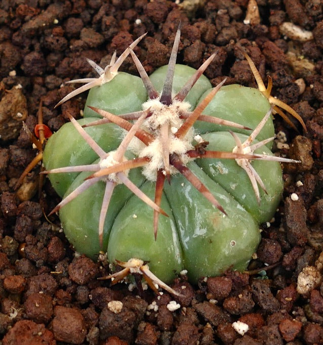 Echinocactus horizonthalonius var. coahuila cactus succulento con corpo verde spesso e spine lunghe marroni
