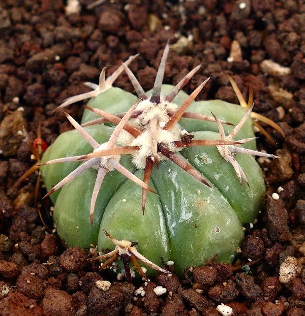 Echinocactus horizonthalonius var. coahuila cactus succulento con costole verdi spesse e spine lunghe