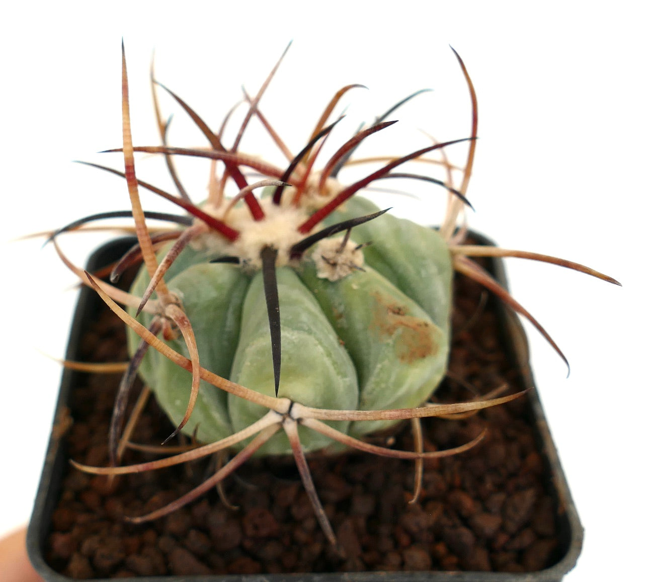 Echinocactus horizonthalonius var. nicholaii saftig kaktus med tykk grønn kropp og lange krøllete pigger
