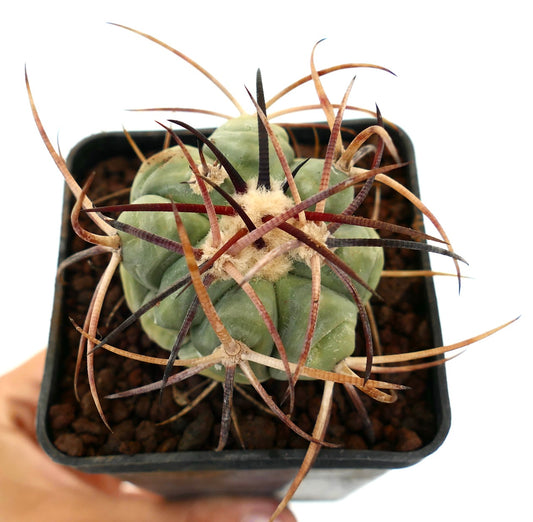 Echinocactus horizonthalonius var. nicholaii cactus succulent avec de très longues épines brunes très bouclées en pot