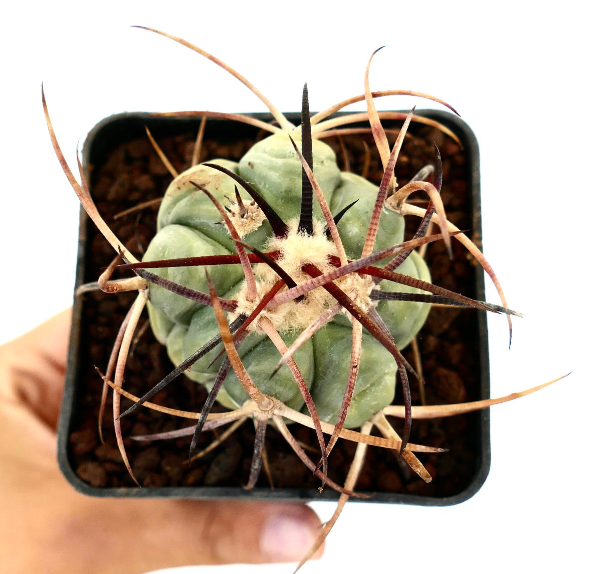Echinocactus horizonthalonius var. nicholaii sukkulent kaktus med lange krøllete rødbrune torner og avrundet grønn kropp