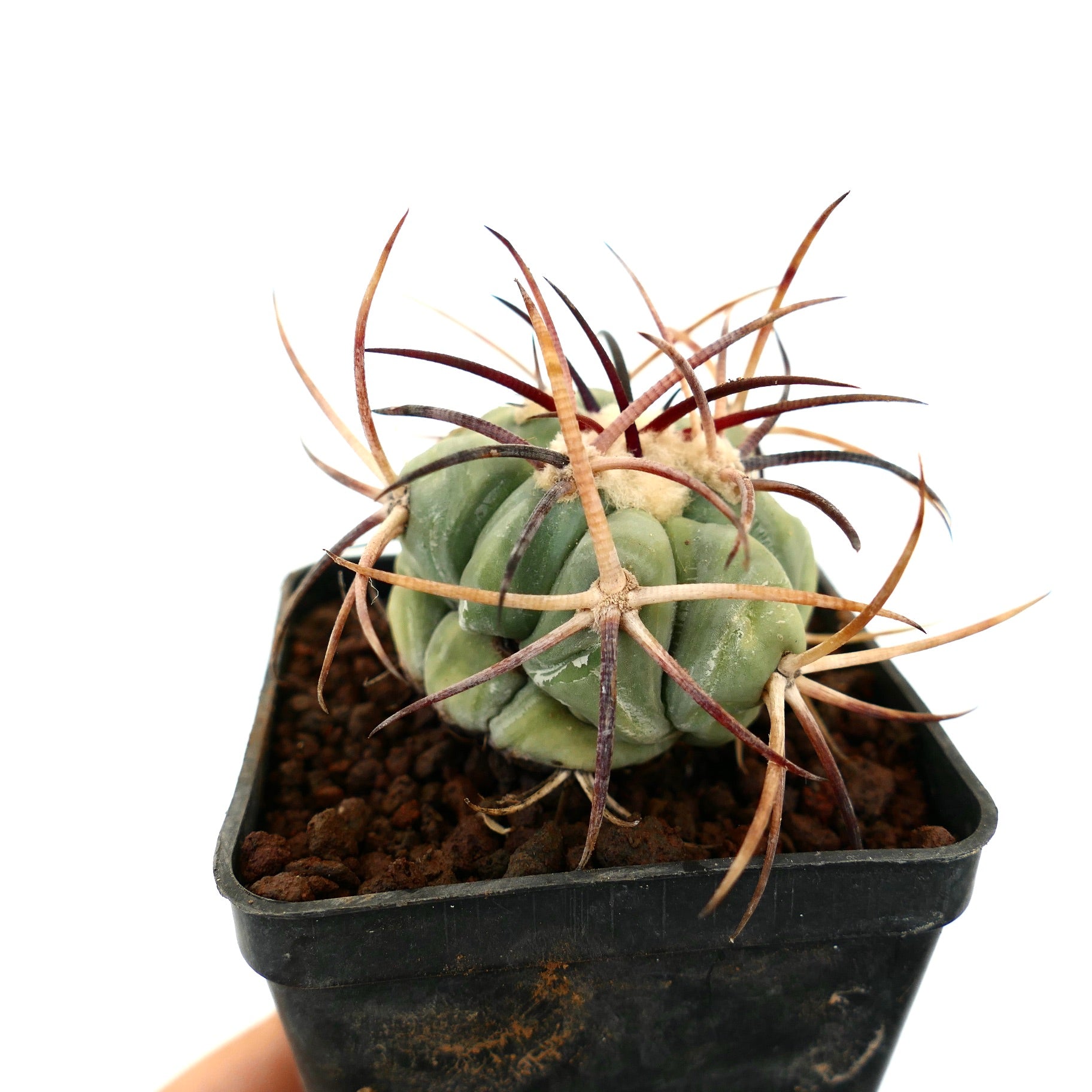Echinocactus horizonthalonius var. nicholaii sukkulent kaktus med tykk grønn kropp og lange krøllete pigger