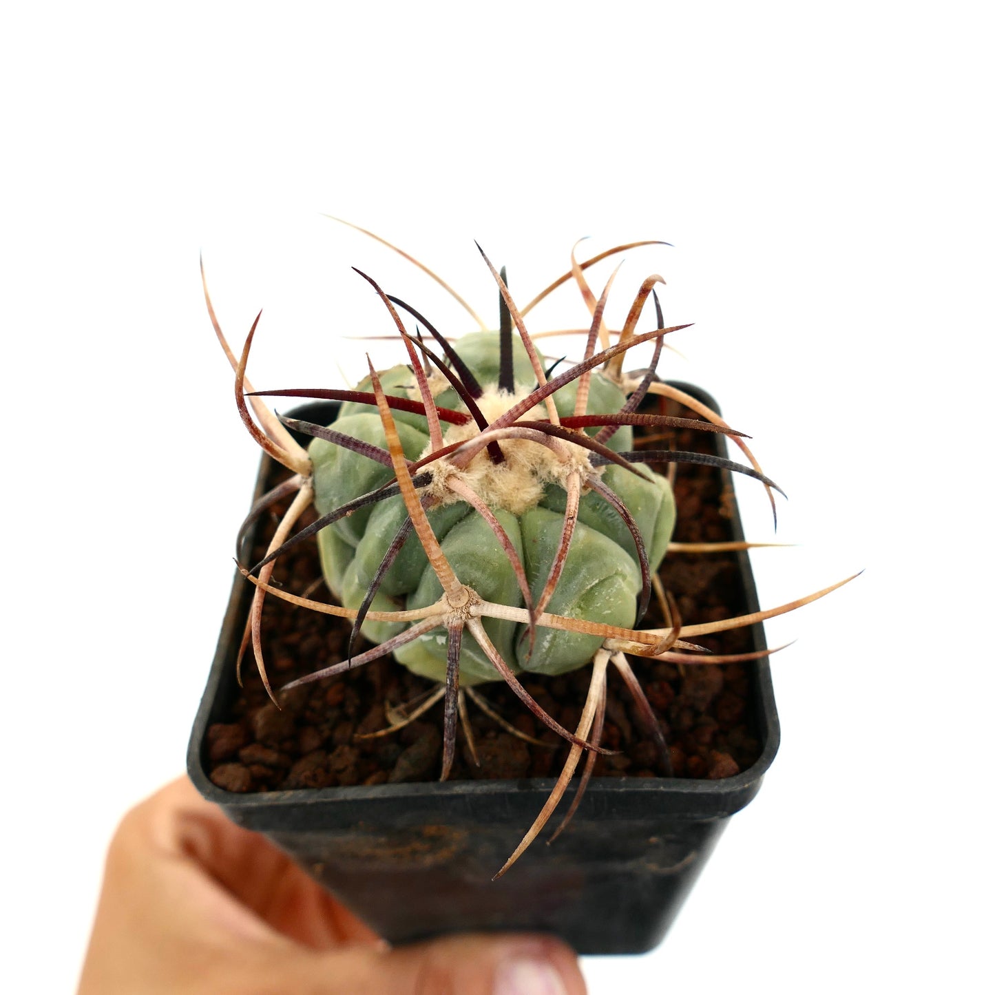 Echinocactus horizonthalonius var. nicholaii sukkulent kaktus med tykk grønn kropp og lange krøllete torne