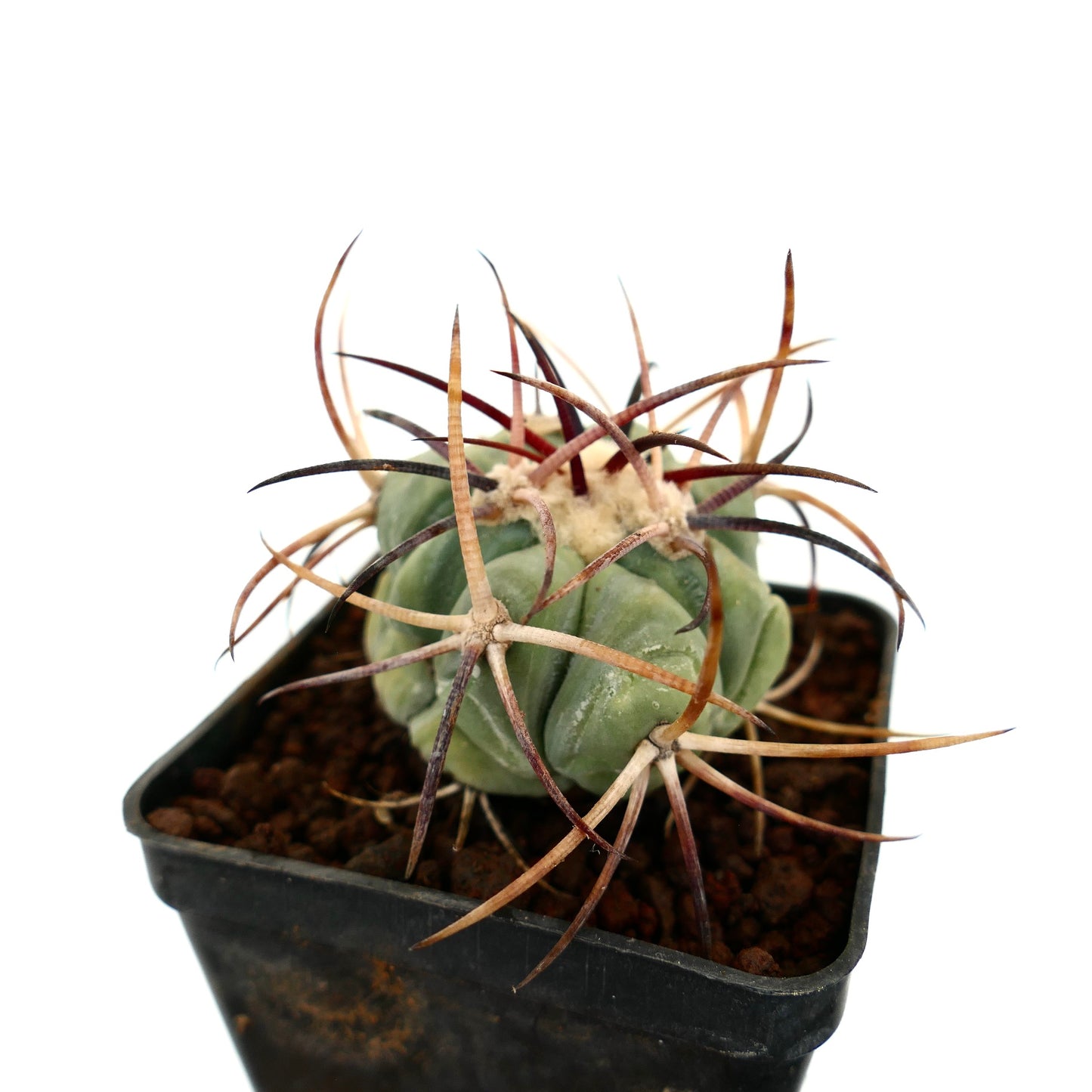 Echinocactus horizonthalonius var. nicholaii liten sukkulent kaktus med lange krøllete pigger i potte