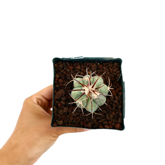 Echinocactus horizonthalonius var. nicholii piccolo cactus rotondo con lunghe spine marroni in vaso