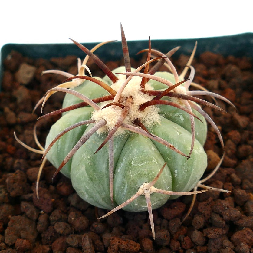 Echinocactus horizonthalonius var. nicholii, cactus succulento con costole spesse e spine lunghe marroni
